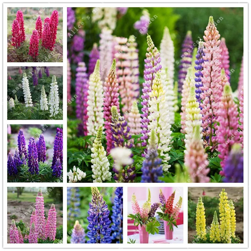 

ZLKING 200pcs Colorful Rainbow Lupin Flower Lupine Perennial Flowers Bonsai For Home Garden Planting 99% Germination