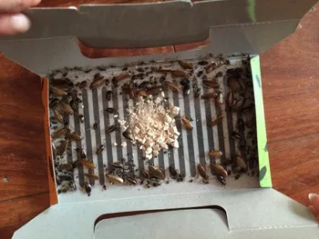 

Trampa de la cucaracha cucaracha cebo pegamento pegatina Trapper para Home Restaurant Control de plagas, seguro y no toxico!
