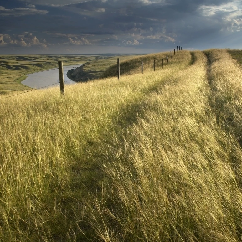 Vehicle Tracks Across Field And Red Deer River  Alberta Poster Print (30 x 24)