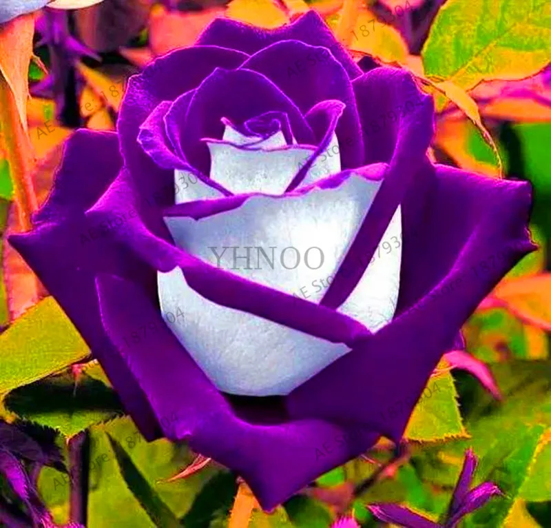 Распродажа! 200 шт./пакет Роза Флорес, black rose с белого цвета с красной каймой, бонсай растения Красивая Роза лепестки горшка для домашнего gar - Цвет: 2