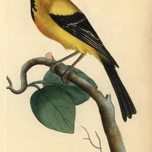 Jamaican Or Cayman Oriole  Icterus Leucopteryx Poster Print By <ALIMT >&reg;</ALIMT> Florilegius Mary Evans (18 X 24)