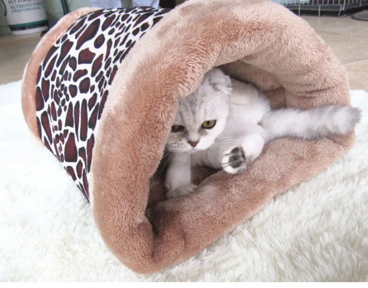 62+ Gambar Hewan Kucing Kutub Gratis Terbaik