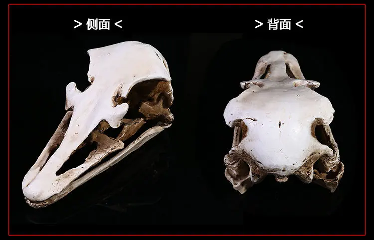 1:1 моделирование камелус модель офиса дома Хэллоуин украшение головы скелет модель смолы череп погремушки школы медицинские