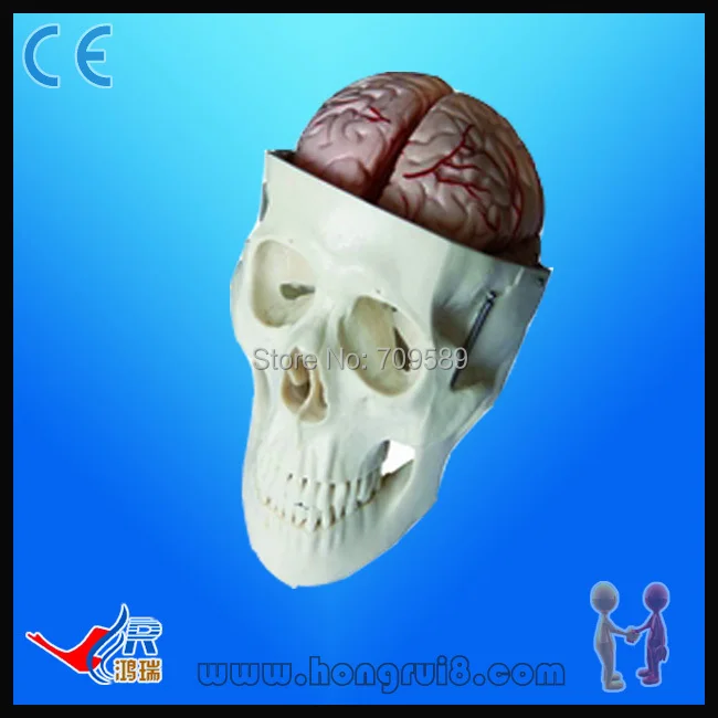 ФОТО Advanced  medical skull anatomy model,Life-size skull model with 8 parts brain
