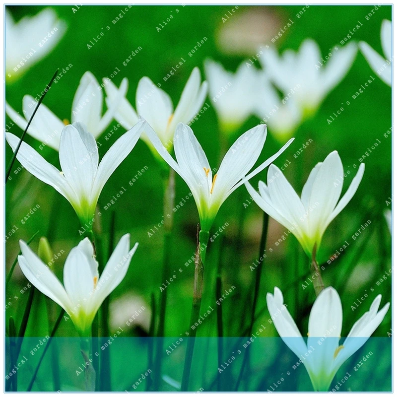 

ZLKING 100pcs Zephyranthes Candida Mini Easy Planting Balcony Fun Indoor Flower Pots