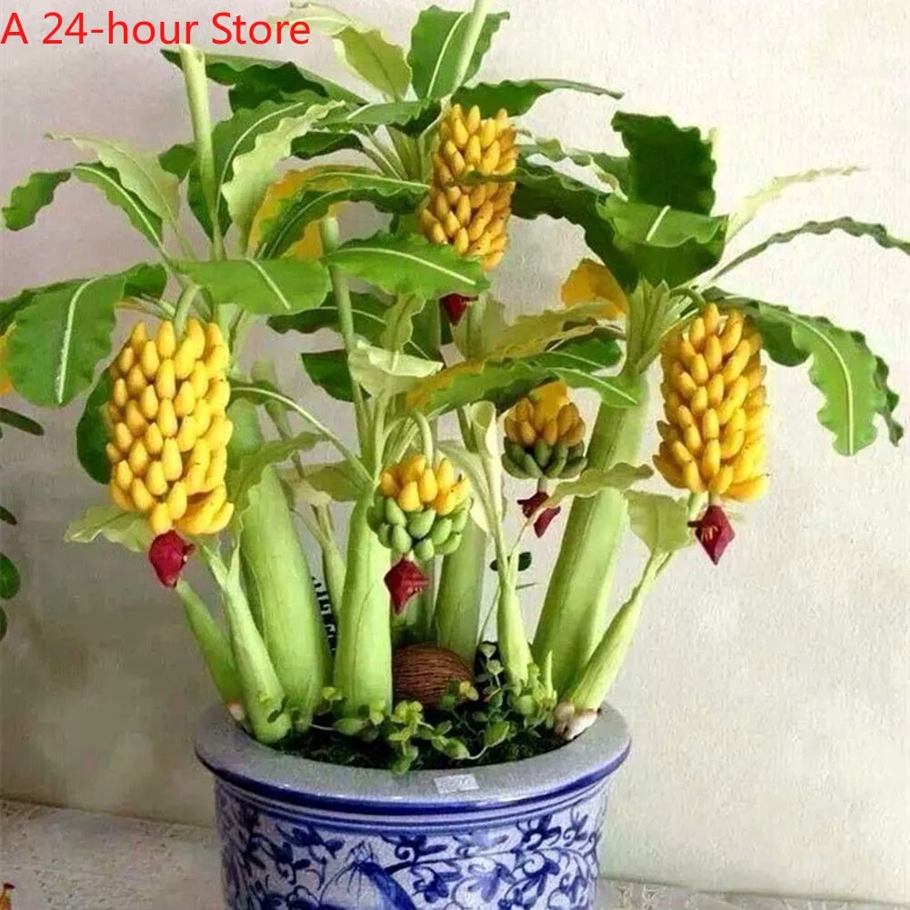 

100 Particles/bag Rare Banana bonsais Fruit bonsai Plantas Vegetables Organic Heirloom For Home Garden Decoration Plant Seedling