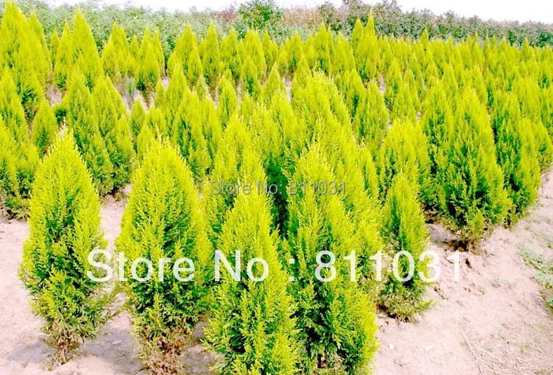 hot selling 100pcs cypress trees seeds conifer seeds diy home garden bonsai tree plant diy free - Trees For Home Garden hot selling 100pcs cypress trees seeds conifer seeds diy home garden bonsai tree plant diy free - Trees For Home Garden
