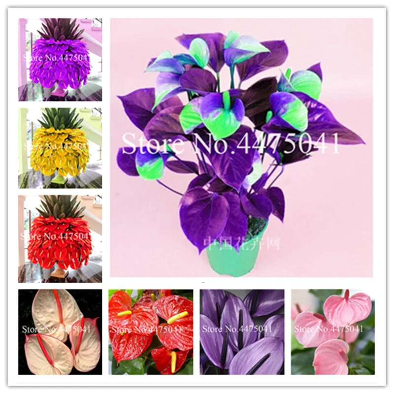 

120pcs Bonsai Rainbow Anthurium, Anthurium Andraeanum Linden Araceae Perennial Indoor Evergreen Herb Flower Plant For Home Garde