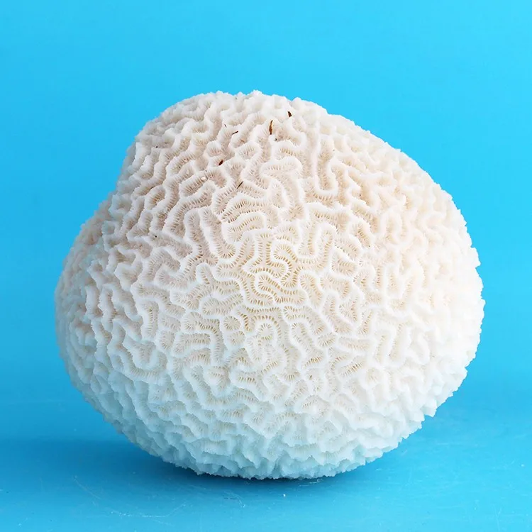 Natural White Round Decorative Coral Rare Beautiful Home Ornaments Fish Tank Aquarium Landscape Coral Wedding Decorations 7