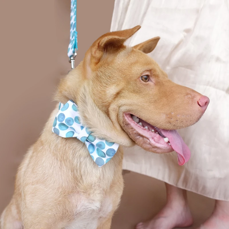 MUTTCO розничная продажа самостоятельно дизайн лазерная гравировка собачий