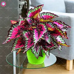 Шт. 100 шт. Радуга каладий Bonsais красочные Coleus Indoor карликовые деревья цветок многолетний цветущие растения для дома и сада Best упаковка