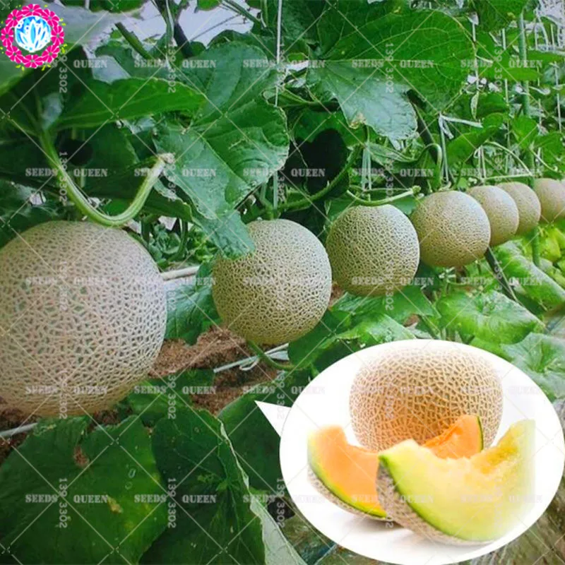 

11.11 Big Promotion!50 pcs/lot Giant Muskmelon S Juice Fruit Tree Green garden&home Aweet Perennial Organic Herb Plant