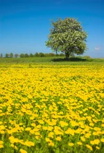 Laeacco Spring Flowers Field Tree Blue Sky Scenic  Photography Backgrounds Customized Photographic Backdrops For Photo Studio