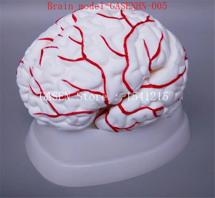Церебральная анатомическая модель мозговой стволовой мозговой мозжечки структура анатомическая Учебная модель медицинский дисплей