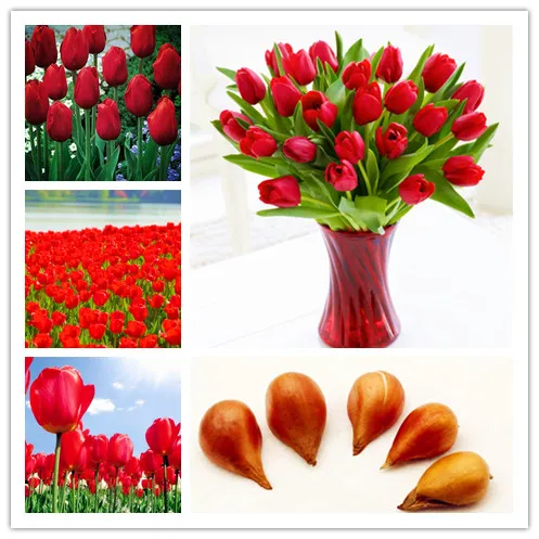 

5pcs Bulbs True Red Tulip Bulbs Tulips Variety Fresh Bulbous Root Flowers Planted Flower Bulbs Good Quality