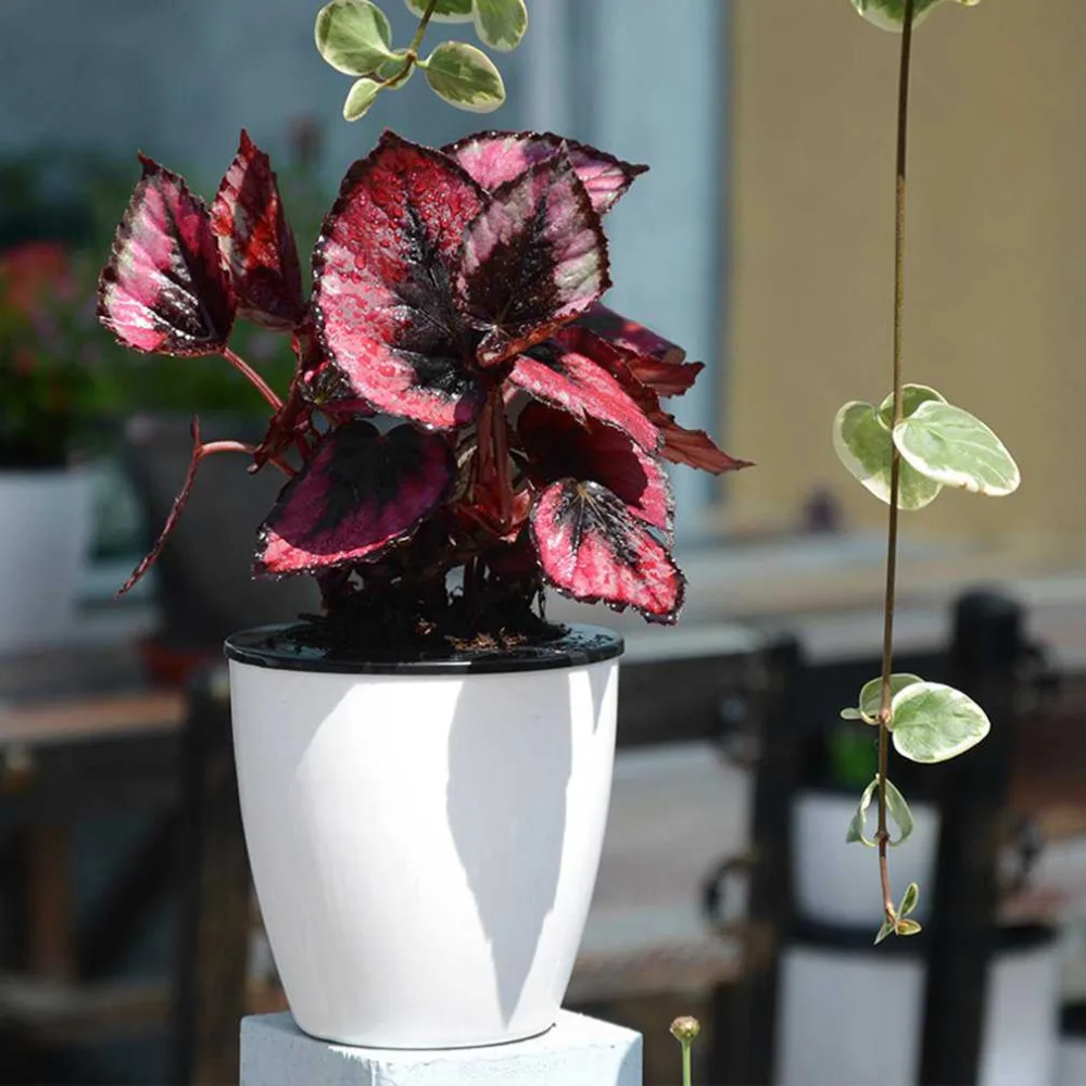 

Fashioable Automatic Self Watering Flower Plants Pot Put In Floor Irrigation For Garden Indoor Home Decoration Gardening