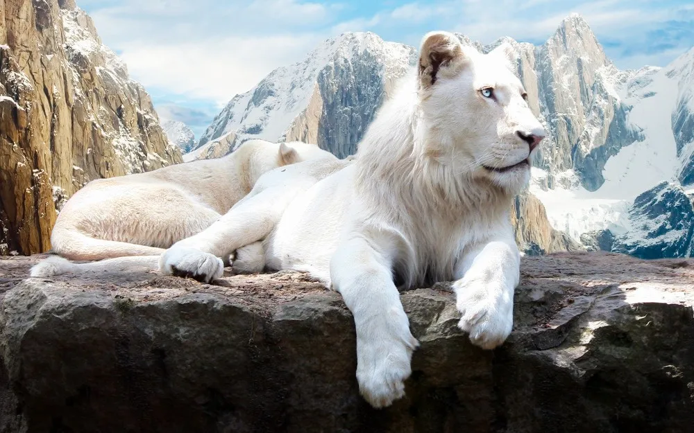 

Free shipping,Snow Lion,HOME WALL Decor Prints Realistic Oil Painting Printed On Canvas -W1412