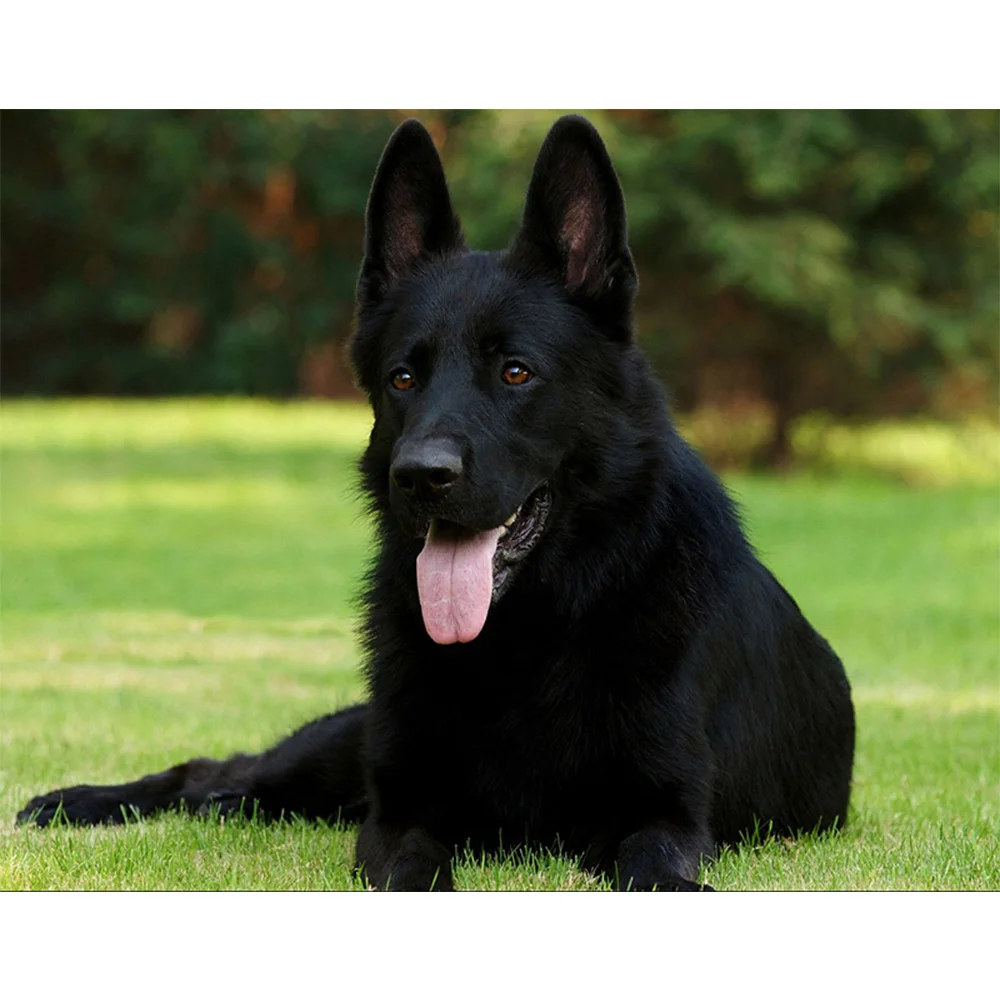 

All Diamond Embroidered Animals Dog Diamond Cross Stitch Crystal Mosaic 5D DIY Digital Painting Z185