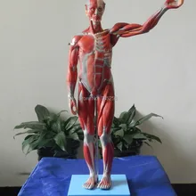 ISO анатомическая модель мышц тела, анатомическая Учебная модель Мышц Человека, модель пробоя Мышц Человека