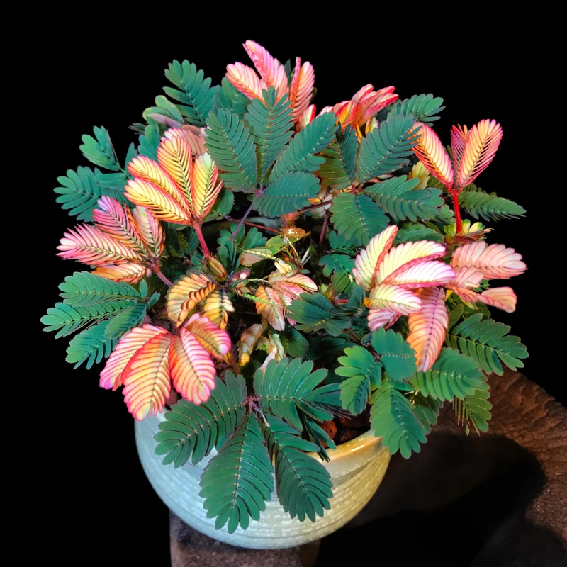 

ZLKING 100PCS Colorful Mimosa Bonsai Flower Indoor Balcony Natural Small Green Plant Dancing Grass for Planting in the Garden
