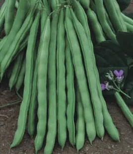 

Sunshine frame bean bonsais 5pcs healthy vegetable bonsais