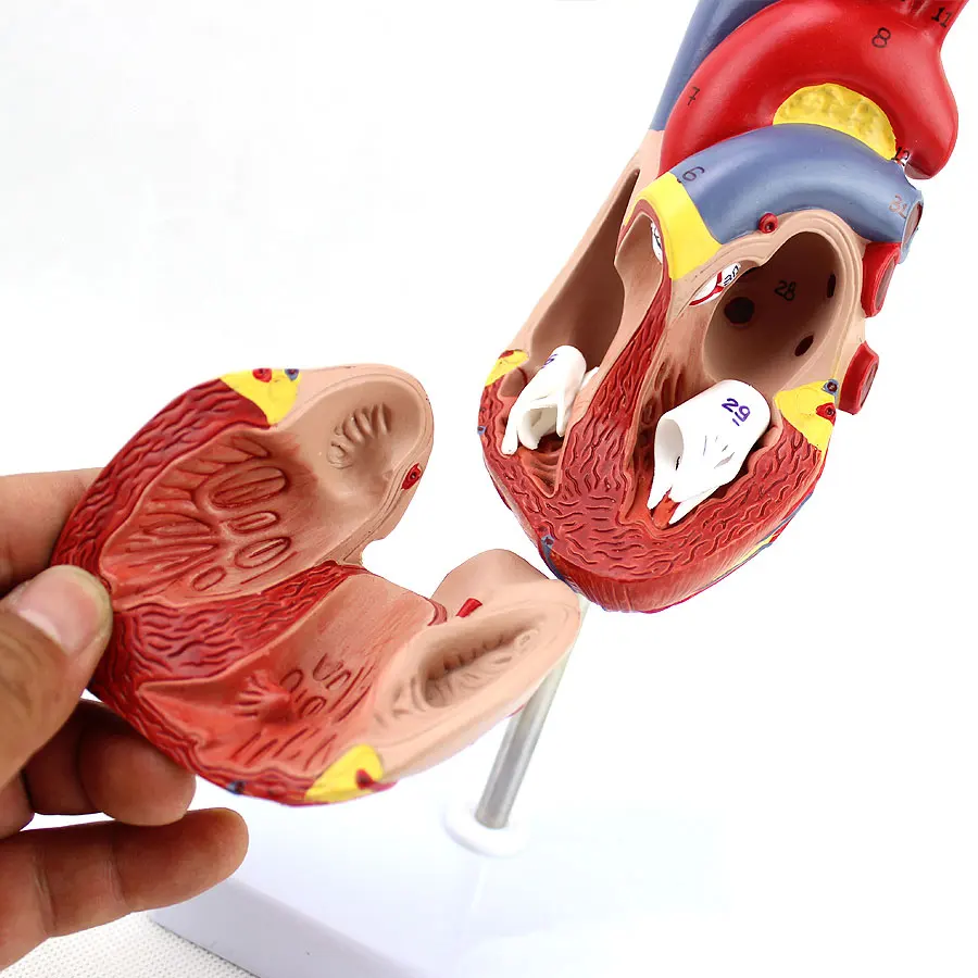 Высокое качество 1:1 модель сердца человека B ультразвук медицинская кардиологическая анатомическая медицинская обучающая модель