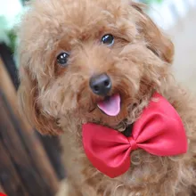 1 Piece Adjustable Dog Cat Bow Tie Neck Tie Pet Dog Bow Tie Puppy Bows Pet Bow Tie Different Colors Supply 2019 Hot Sale 1 Piece Adjustable Dog Cat Bow Tie Neck Tie Pet Dog Bow Tie Puppy Bows Pet Bow Tie Different Colors Supply 2019 Hot Sale