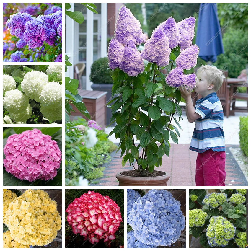 Big Sale ! 30 Pcs Bonsai Hydrangea Mixed Climbing Hydrangea Plants