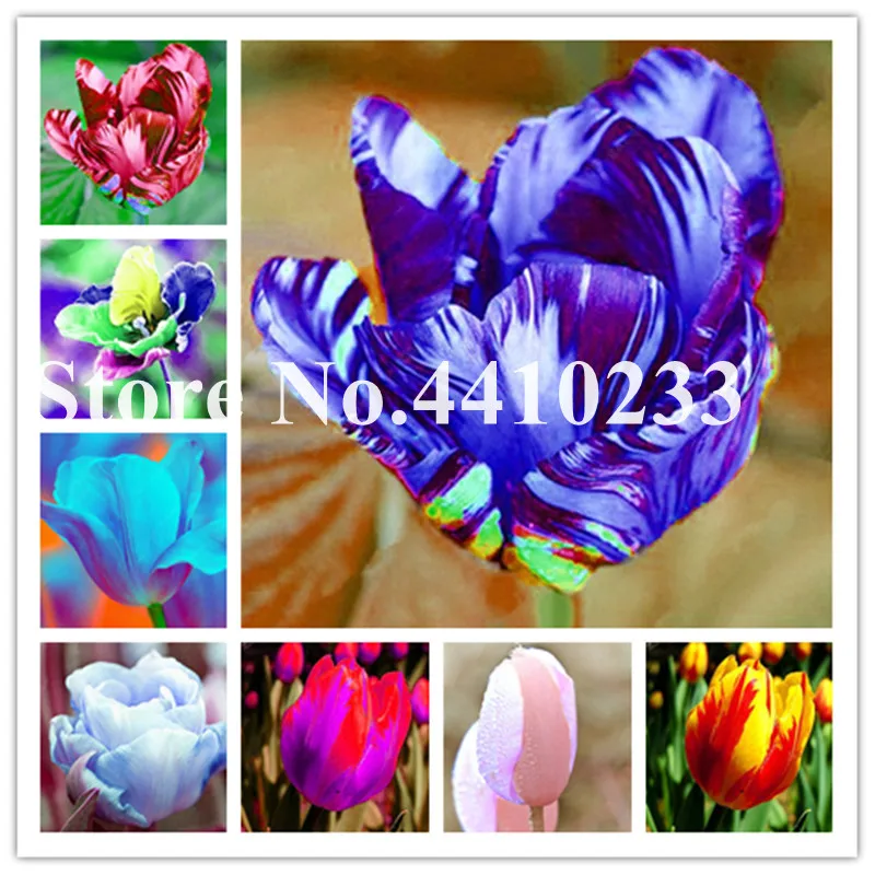 

Cheap 100 Pcs Multifarious Tulip Bonsai Flowers, Tulip Bonsai Of Perennial Garden Flowers (Not Tulip Bulb) Herbs For Home Garden