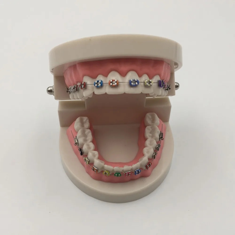 2016 Orthodontics Model for Dentist Dental 1/2 Standard Dentition with