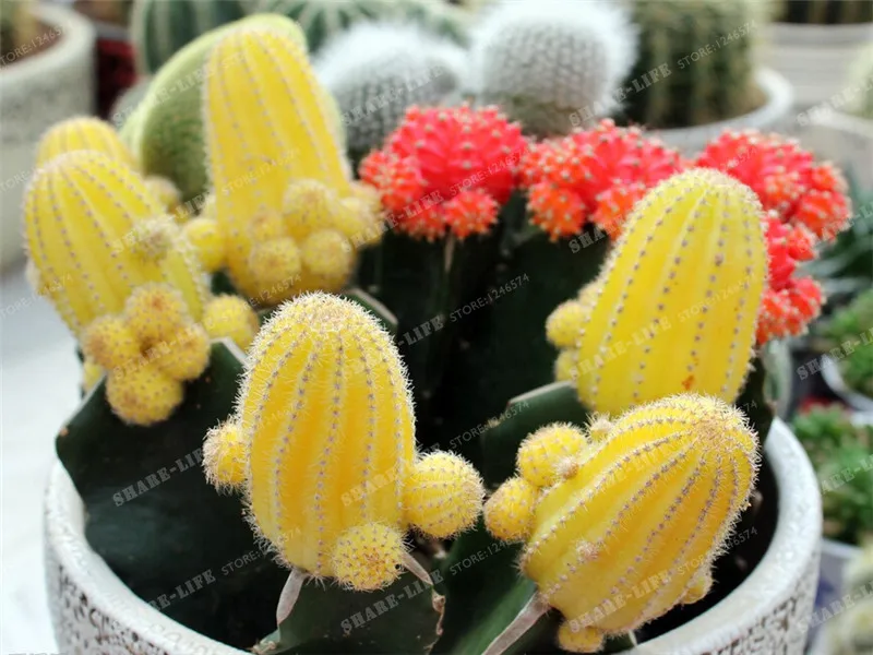 Multifarious Ornamental Plants 100 Mixed Cactus Bonsai Attractive Impressive 100%NATURAL Home & Garden Bonsai Plants Multifarious Ornamental Plants 100 Mixed Cactus Bonsai Attractive Impressive 100%NATURAL Home & Garden Bonsai Plants
