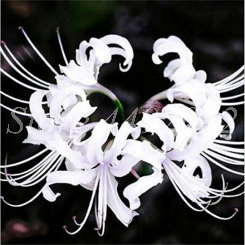 

100pcs 2019 Novel Charming Chinese Various Lycoris Flower Bonsai Plant indoor Perennial Flowers Lily Plantas For Home Garden
