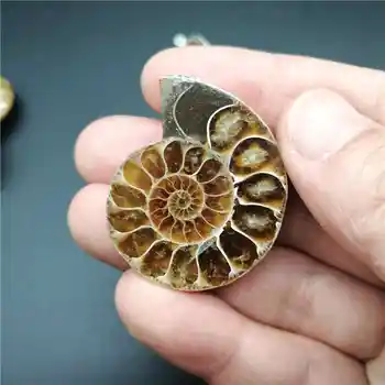 

Beautiful Natural Stone Ammonite Fossils Seashell Snail Pendants Ocean Reliquiae Conch Animal Necklaces Statement Men Jewellery