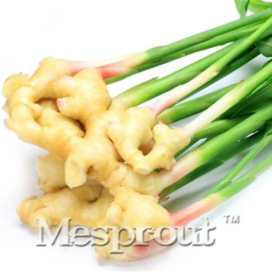 

Hot Sale.100 Bonsai/Pack.Annual Fruit And Vegetable Bonsai Edible Ginger Root.DIY Home Garden&Bonsai Plant