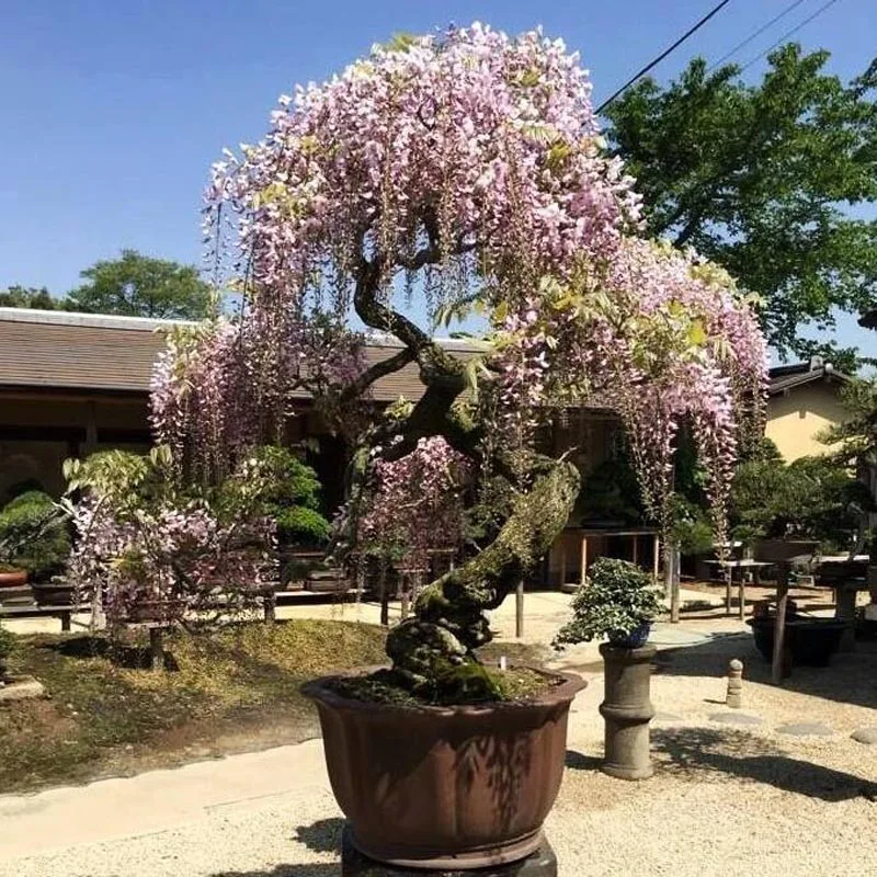 

garden flower seedsplants bonsai tree Wisteria Wisteria Vine saplings bonsai upscale vegetable garden plants flower bonsais 5pcs