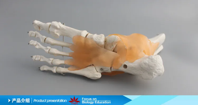 003 Life size foot joint with ligaments model Ankle joint model
