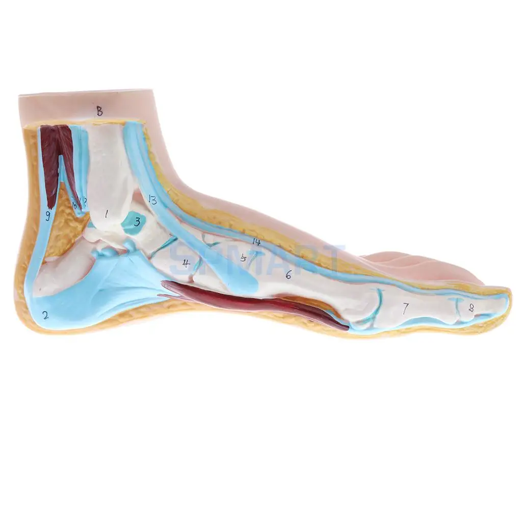 1:1 Lifesize Set of 3 Pieces Human Normal Flat Arched Foot Anatomical Model Lab Equipment