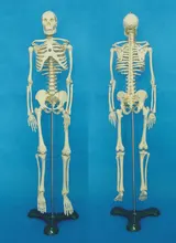 Padrão Medical 65 cm Corpo Humano Modelo de Esqueleto Manequim Hi-Q Médico esqueleto Esqueleto do Osso Humano Anatomia Médica modelo