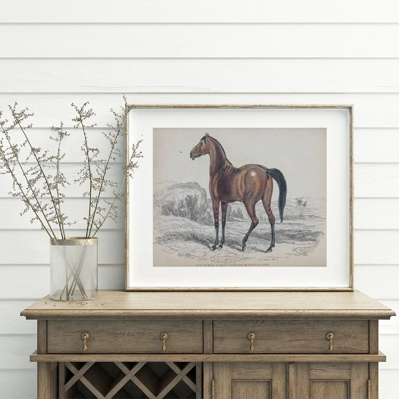 Vintage Drawings Of Horses Prints