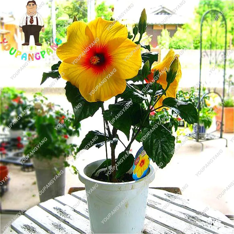 Купить Семена Гибискуса На Озон