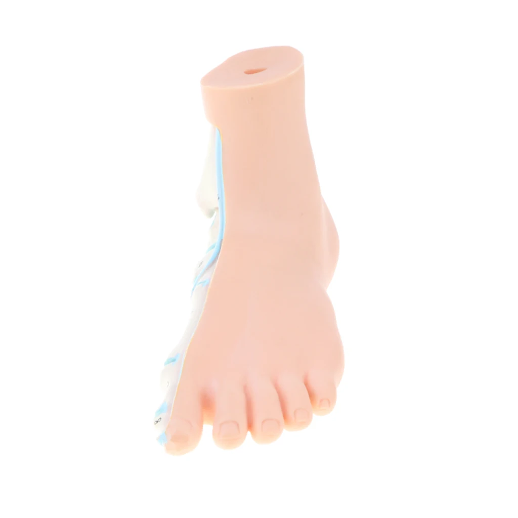 1:1 Lifesize Human Normal/ Arched/ Flat Foot Model with Ligaments Bones Muscles Medical Anatomical Study Kit