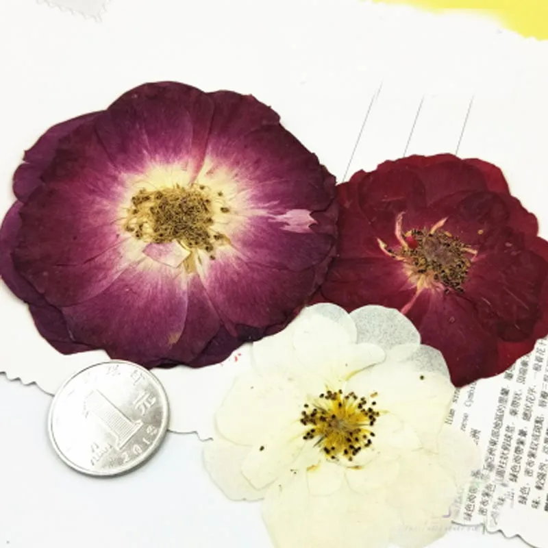 

2018 New Large Rose Dried Flower Dry Flower For DIY Material 60 Pcs Free Shipment