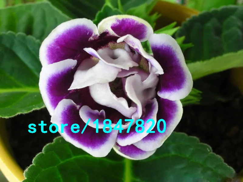 HTB1IOH6IFXXXXctXFXXq6xXFXXXT