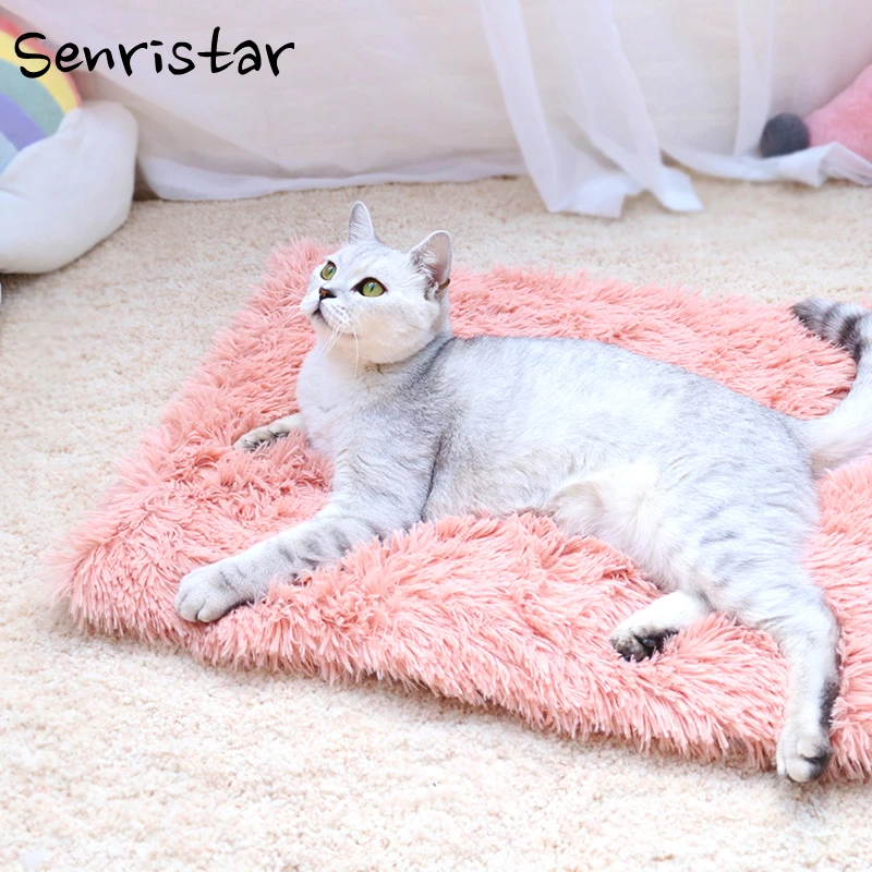 large cat teddy