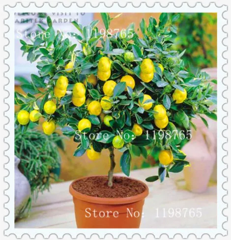 

Big Promotion! 30 Pcs Edible Fruit Meyer Lemon Bonsai, Exotic Citrus Bonsai Lemon Tree Fresh Plants Fruit Vegetable Herb Plants