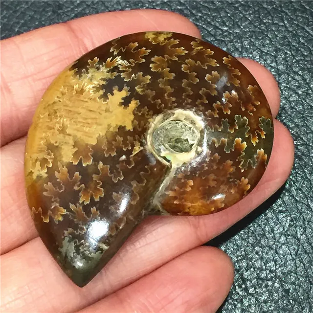 Best Price Natural Ammonite Fossil Pure Handicraft Spiral Nautilus Specimen Nice Gift For Stone Collection Shell Healing Madagascar 