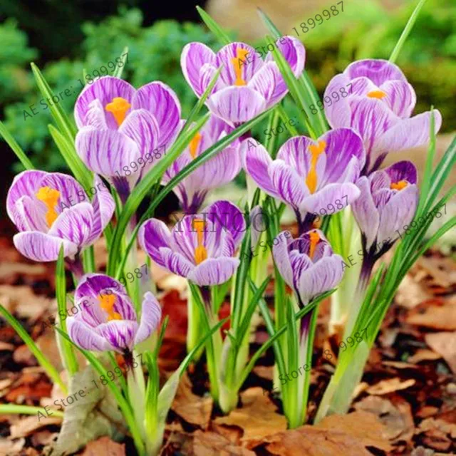 107pcs/bag Saffron Plant,Saffron Flower Plantas,Saffron Crocus Flores