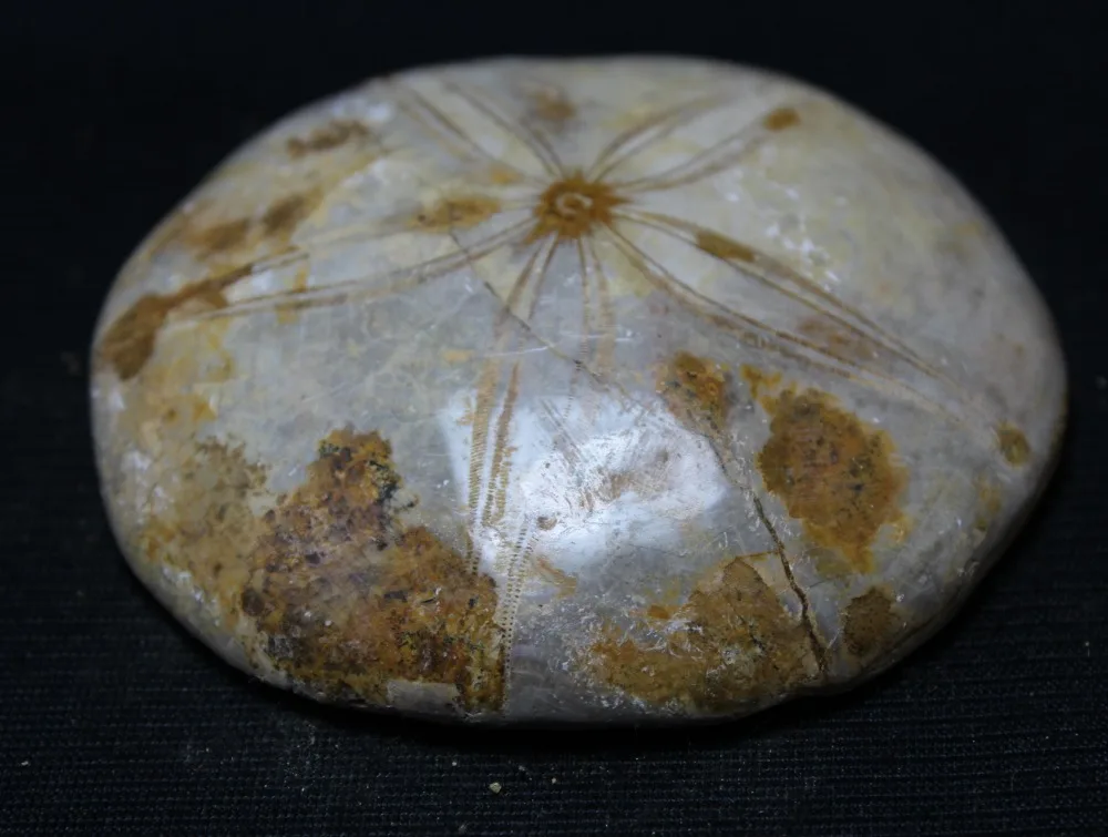 (216g) 100 RARE NATURAL Madagascar Sea Urchin Fossilin Stones from