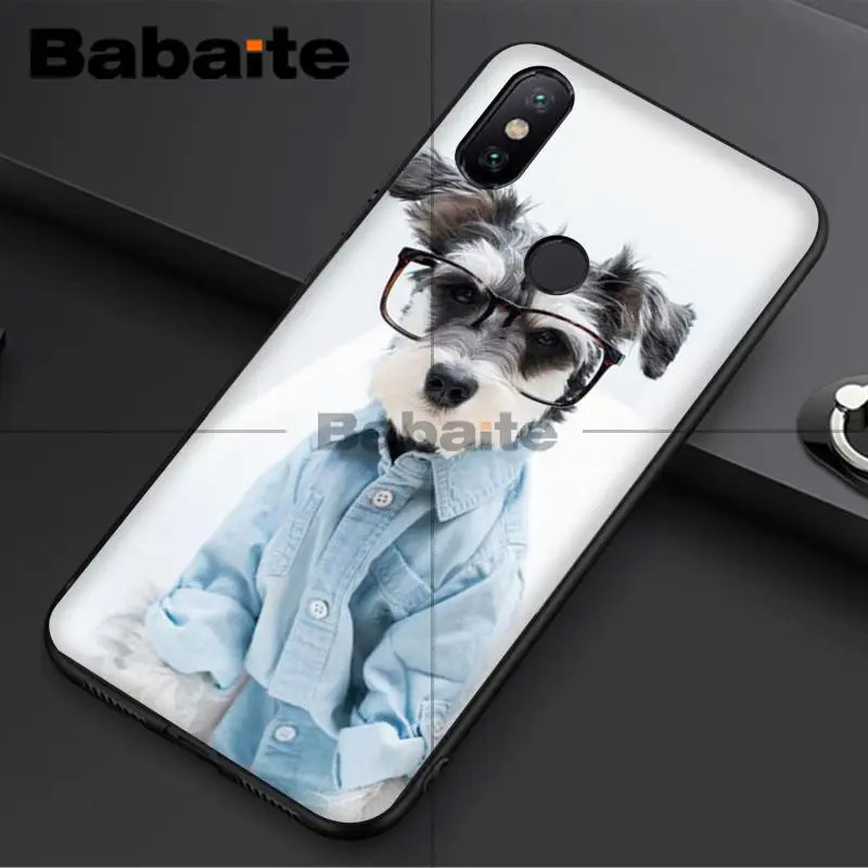 Miniature schnauzer puppy dog