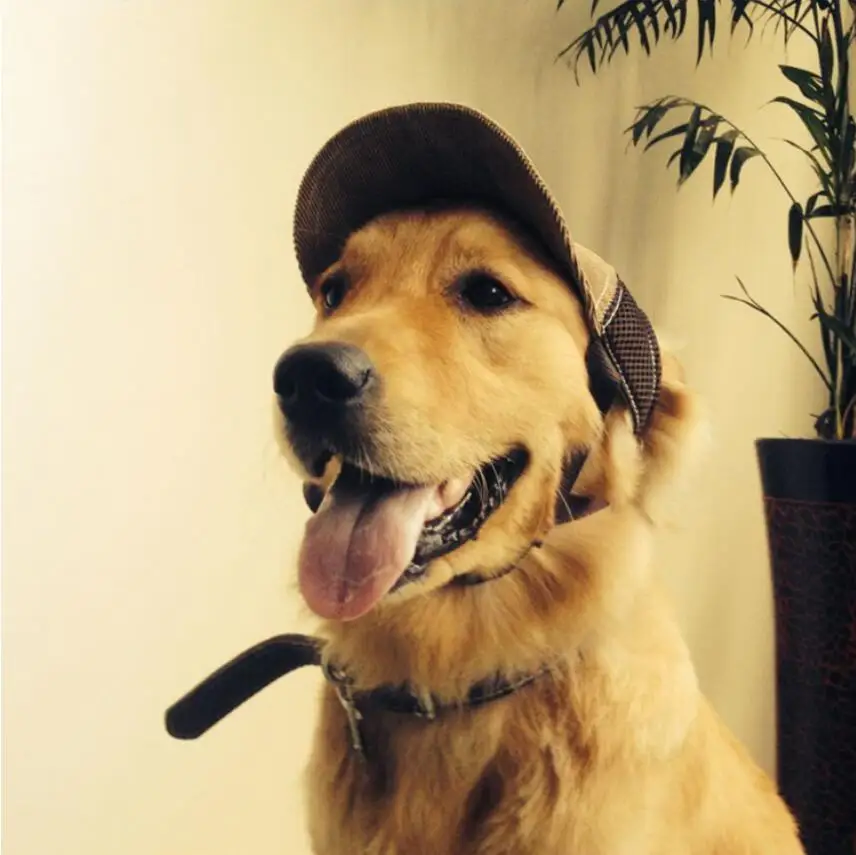 Летние дышащие модные крутые уличные бейсбольные кепки для собак, шапки для собак, большие спортивные шляпы от солнца для собак